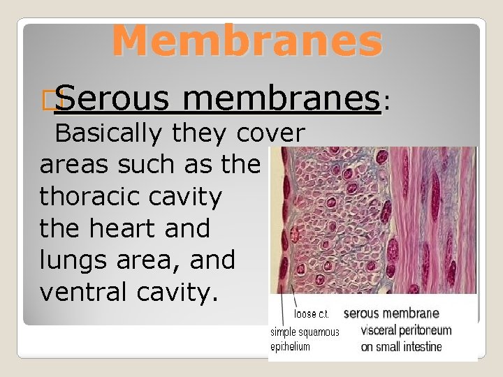 Membranes �Serous membranes: Basically they cover areas such as the thoracic cavity the heart