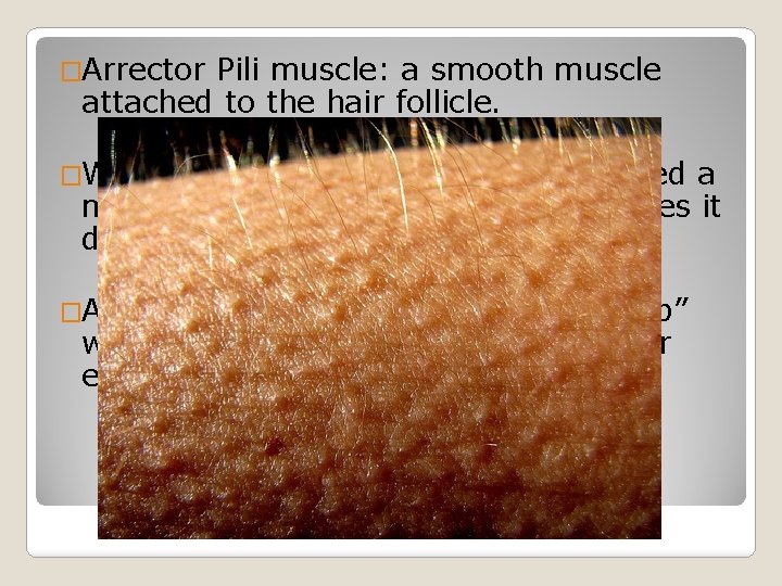 �Arrector Pili muscle: a smooth muscle attached to the hair follicle. �Why do you