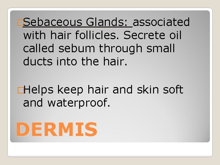 �Sebaceous Glands: associated with hair follicles. Secrete oil called sebum through small ducts into