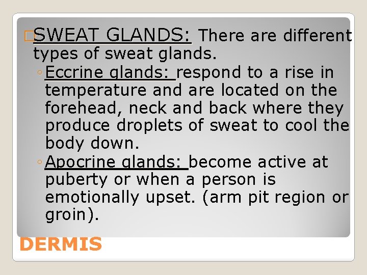 �SWEAT GLANDS: There are different types of sweat glands. ◦ Eccrine glands: respond to