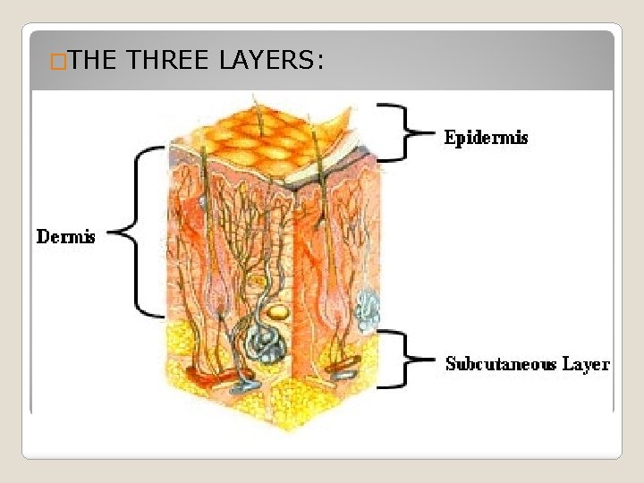 �THE THREE LAYERS: 