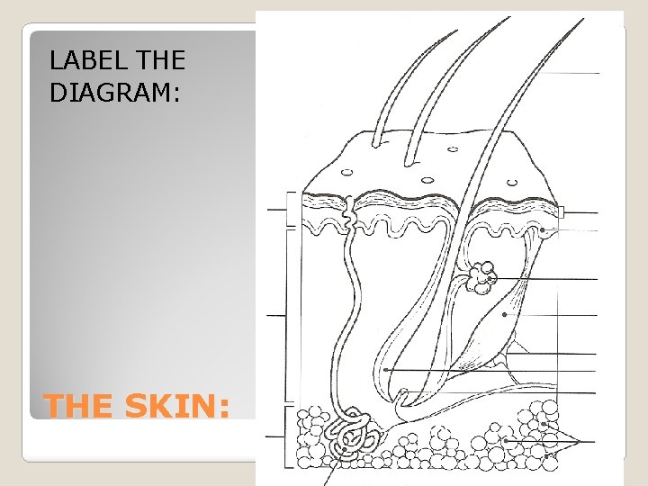 LABEL THE DIAGRAM: THE SKIN: 
