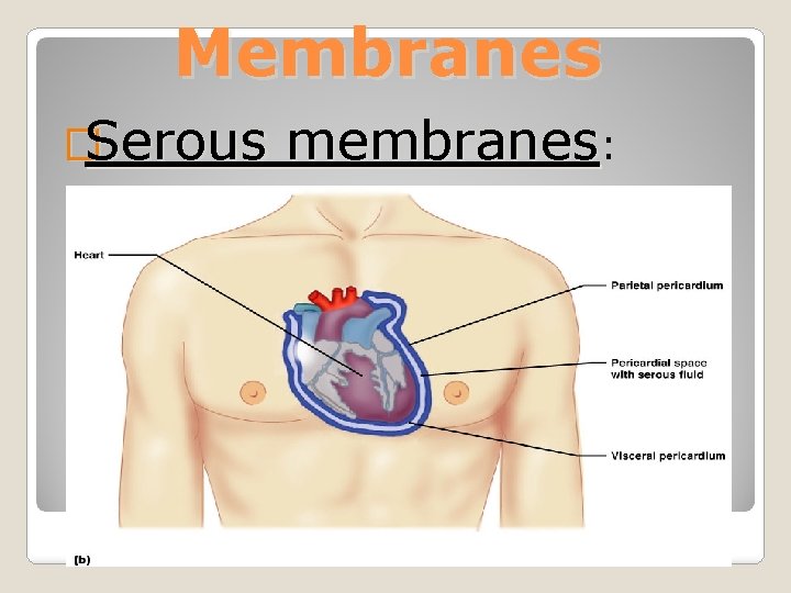 Membranes �Serous membranes: 