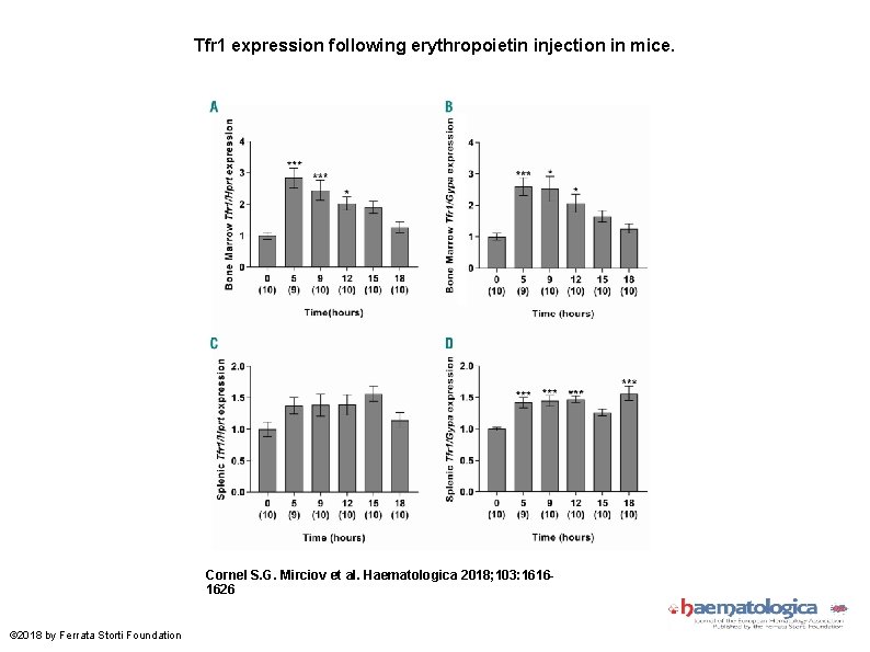 Tfr 1 expression following erythropoietin injection in mice. Cornel S. G. Mirciov et al.