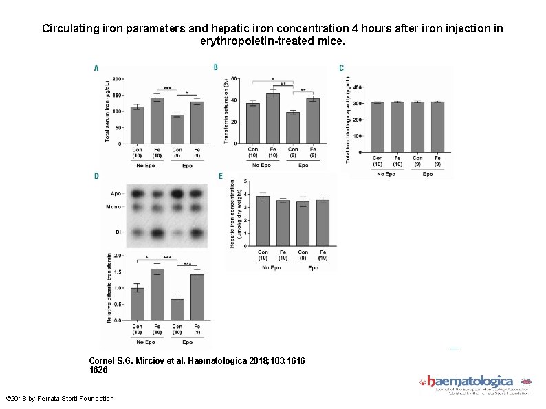 Circulating iron parameters and hepatic iron concentration 4 hours after iron injection in erythropoietin-treated