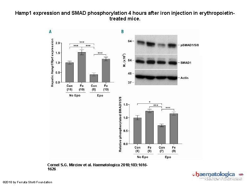 Hamp 1 expression and SMAD phosphorylation 4 hours after iron injection in erythropoietintreated mice.