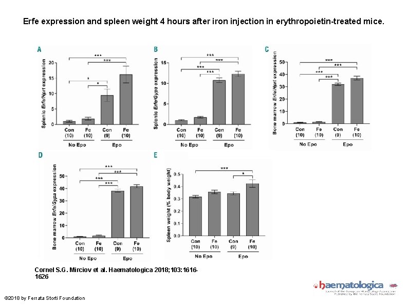 Erfe expression and spleen weight 4 hours after iron injection in erythropoietin-treated mice. Cornel