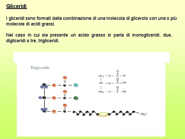 Gliceridi I gliceridi sono formati dalla combinazione di una molecola di glicerolo con una