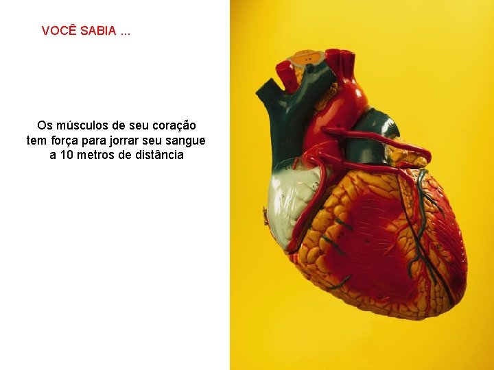 VOCÊ SABIA. . . SABIAS QUE… Os músculos de seu coração tem força para