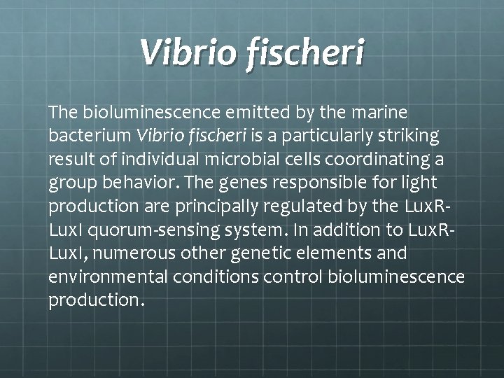 Vibrio fischeri The bioluminescence emitted by the marine bacterium Vibrio fischeri is a particularly