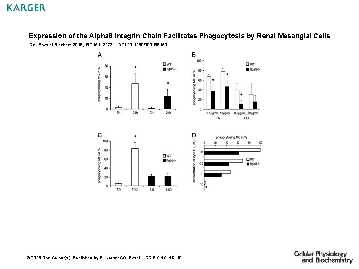 Expression of the Alpha 8 Integrin Chain Facilitates Phagocytosis by Renal Mesangial Cells Cell