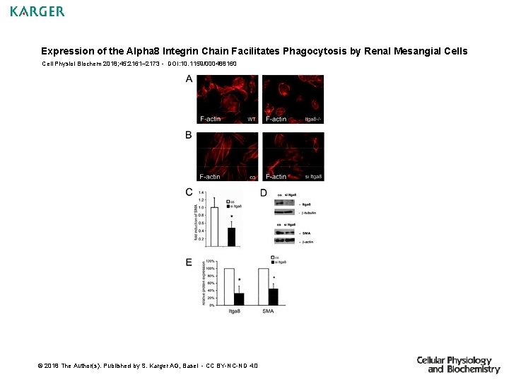 Expression of the Alpha 8 Integrin Chain Facilitates Phagocytosis by Renal Mesangial Cells Cell Expression of the Alpha 8 Integrin Chain Facilitates Phagocytosis by Renal Mesangial Cells Cell