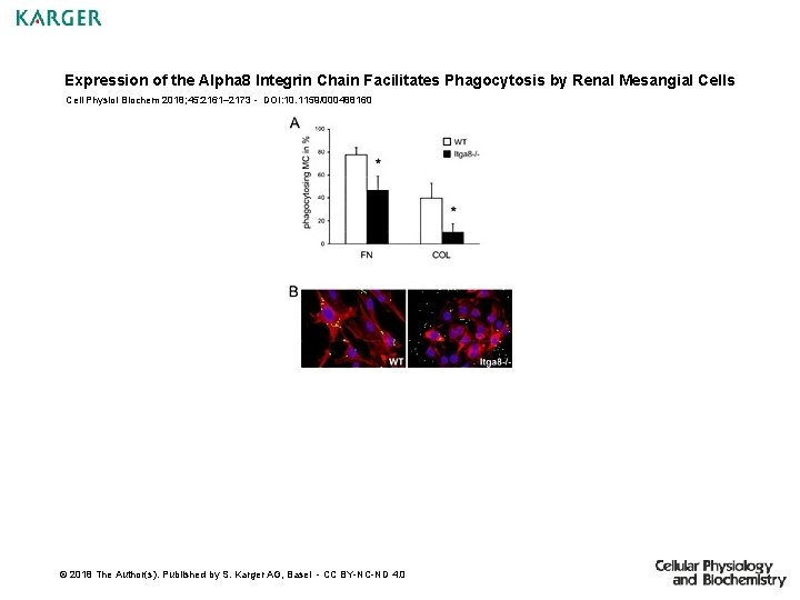 Expression of the Alpha 8 Integrin Chain Facilitates Phagocytosis by Renal Mesangial Cells Cell