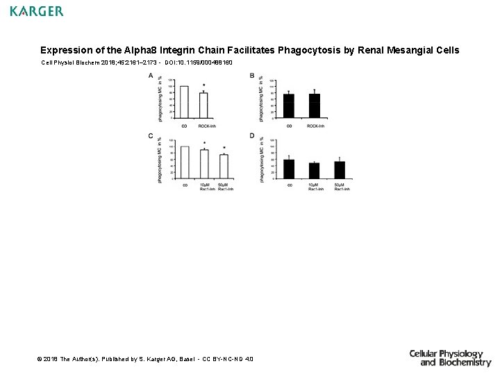 Expression of the Alpha 8 Integrin Chain Facilitates Phagocytosis by Renal Mesangial Cells Cell