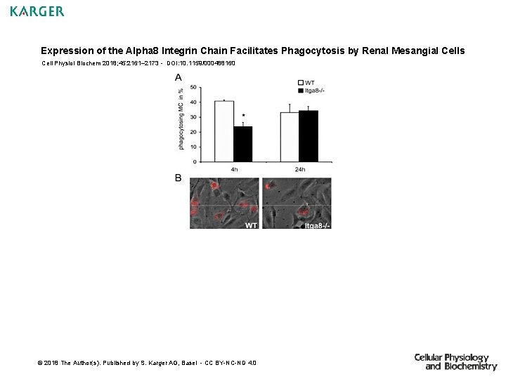 Expression of the Alpha 8 Integrin Chain Facilitates Phagocytosis by Renal Mesangial Cells Cell Expression of the Alpha 8 Integrin Chain Facilitates Phagocytosis by Renal Mesangial Cells Cell