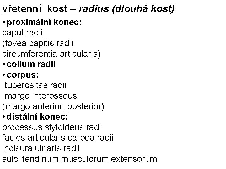 vřetenní kost – radius (dlouhá kost) • proximální konec: caput radii (fovea capitis radii,