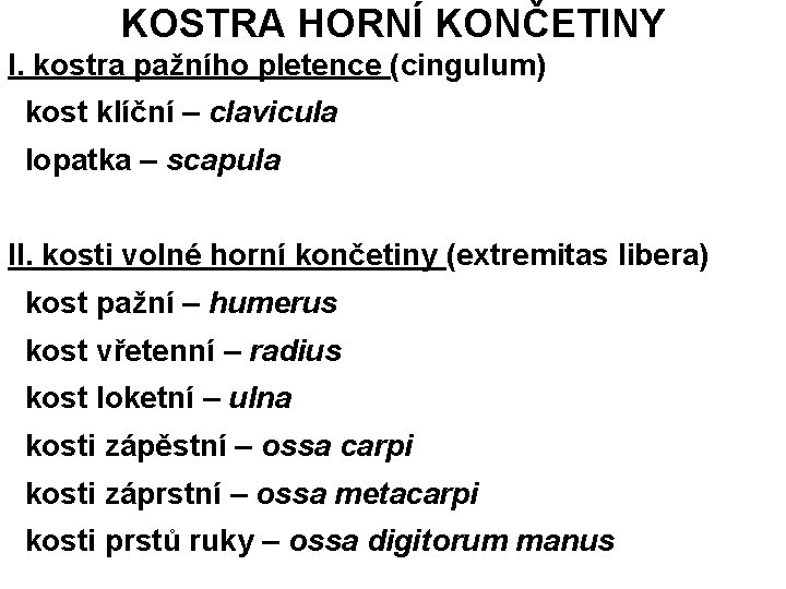 KOSTRA HORNÍ KONČETINY I. kostra pažního pletence (cingulum) kost klíční – clavicula lopatka – KOSTRA HORNÍ KONČETINY I. kostra pažního pletence (cingulum) kost klíční – clavicula lopatka –