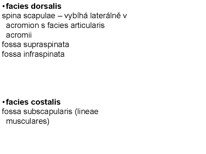  • facies dorsalis spina scapulae – vybíhá laterálně v acromion s facies articularis