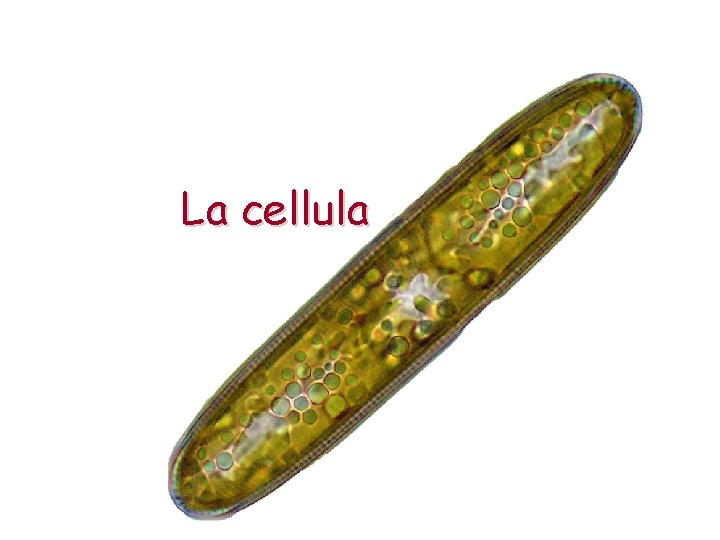 La cellula 