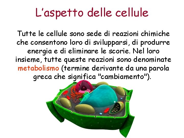 L’aspetto delle cellule Tutte le cellule sono sede di reazioni chimiche consentono loro di