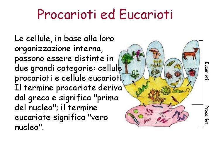 Procarioti ed Eucarioti Le cellule, in base alla loro organizzazione interna, possono essere distinte