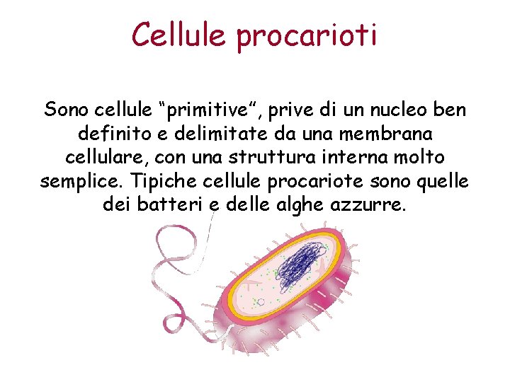 Cellule procarioti Sono cellule “primitive”, prive di un nucleo ben definito e delimitate da