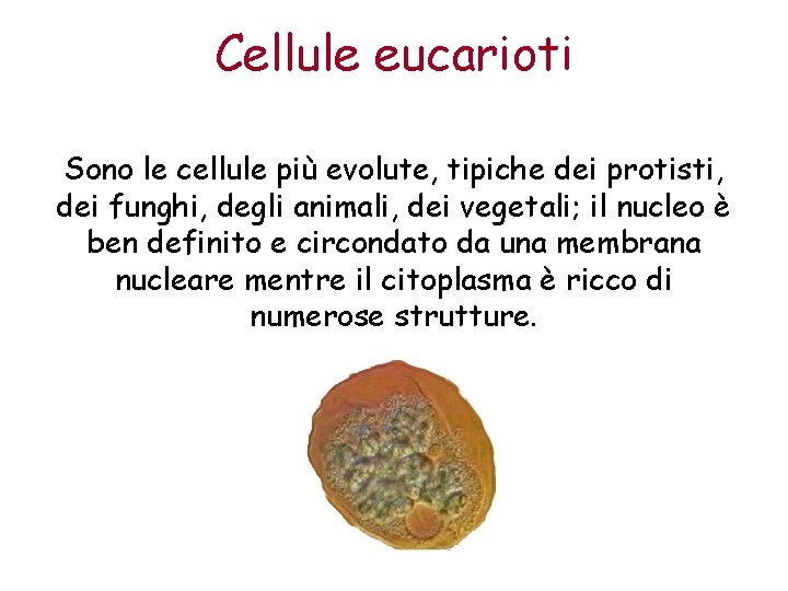 Cellule eucarioti Sono le cellule più evolute, tipiche dei protisti, dei funghi, degli animali,