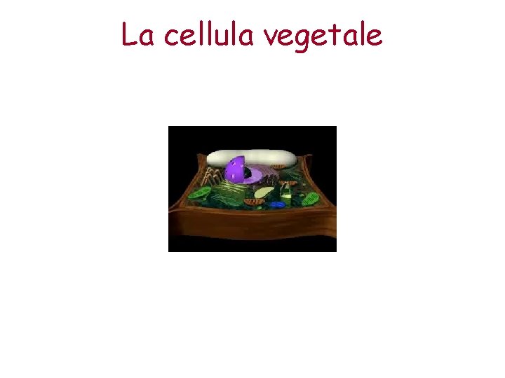 La cellula vegetale 