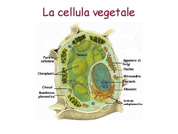 La cellula vegetale 