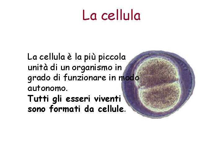 La cellula è la più piccola unità di un organismo in grado di funzionare