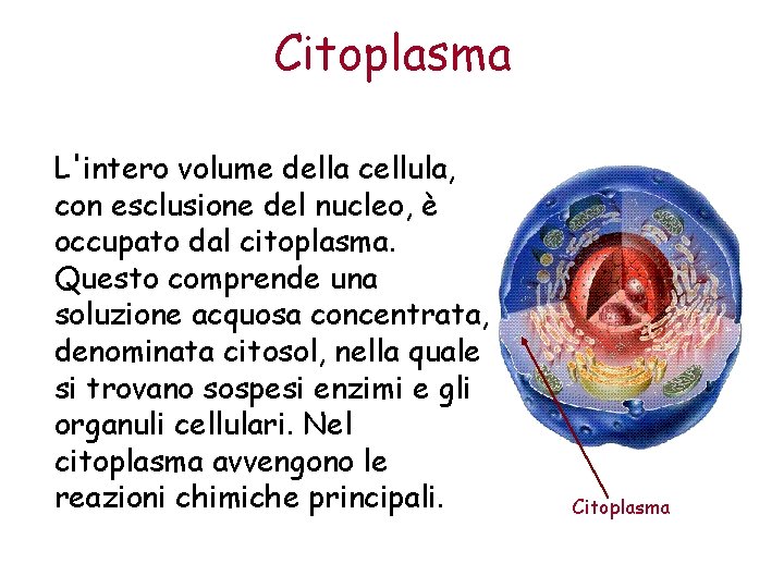 Citoplasma L'intero volume della cellula, con esclusione del nucleo, è occupato dal citoplasma. Questo