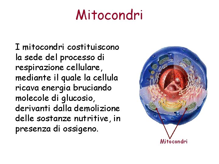 Mitocondri I mitocondri costituiscono la sede del processo di respirazione cellulare, mediante il quale