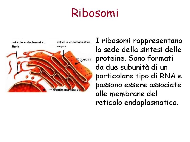 Ribosomi I ribosomi rappresentano la sede della sintesi delle proteine. Sono formati da due