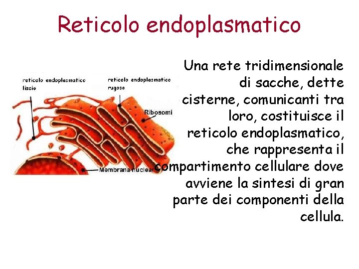 Reticolo endoplasmatico Una rete tridimensionale di sacche, dette cisterne, comunicanti tra loro, costituisce il