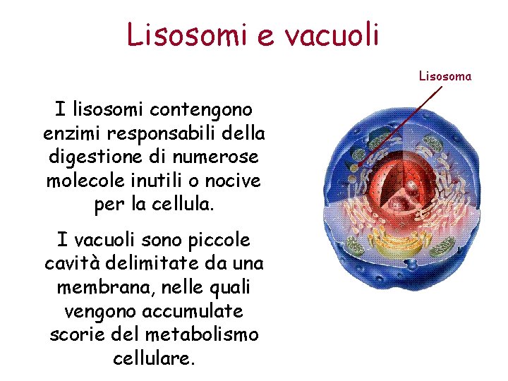 Lisosomi e vacuoli Lisosoma I lisosomi contengono enzimi responsabili della digestione di numerose molecole