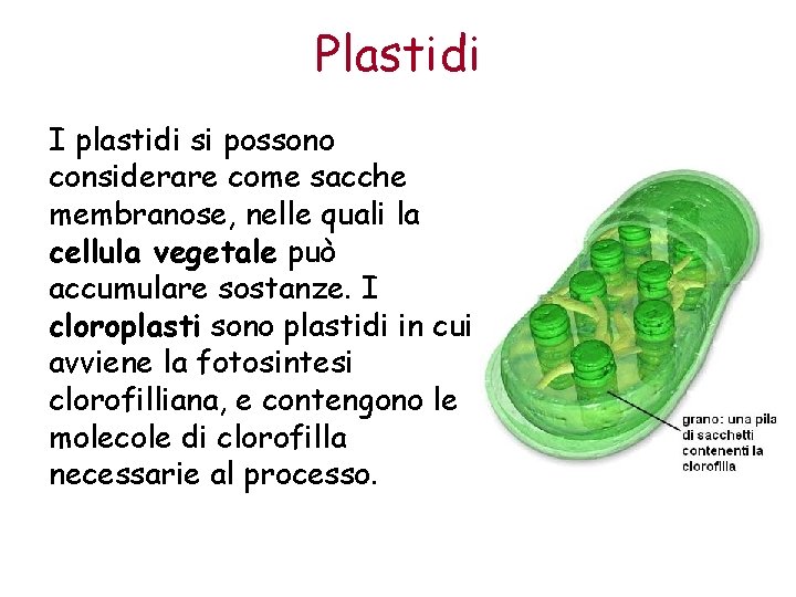 Plastidi I plastidi si possono considerare come sacche membranose, nelle quali la cellula vegetale