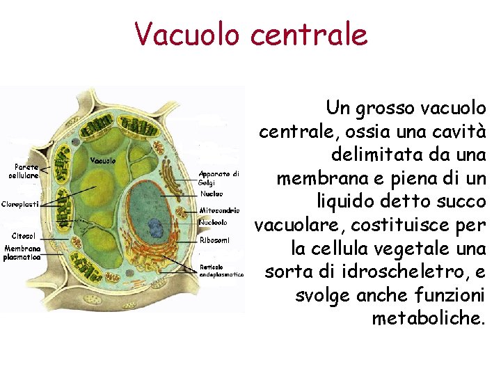 Vacuolo centrale Un grosso vacuolo centrale, ossia una cavità delimitata da una membrana e