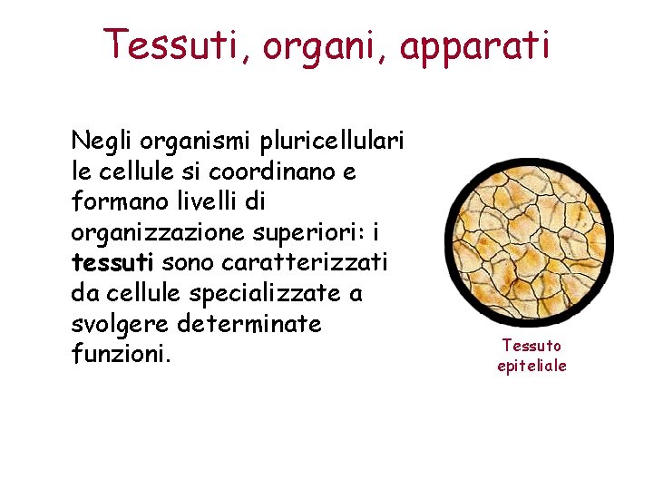 Tessuti, organi, apparati Negli organismi pluricellulari le cellule si coordinano e formano livelli di