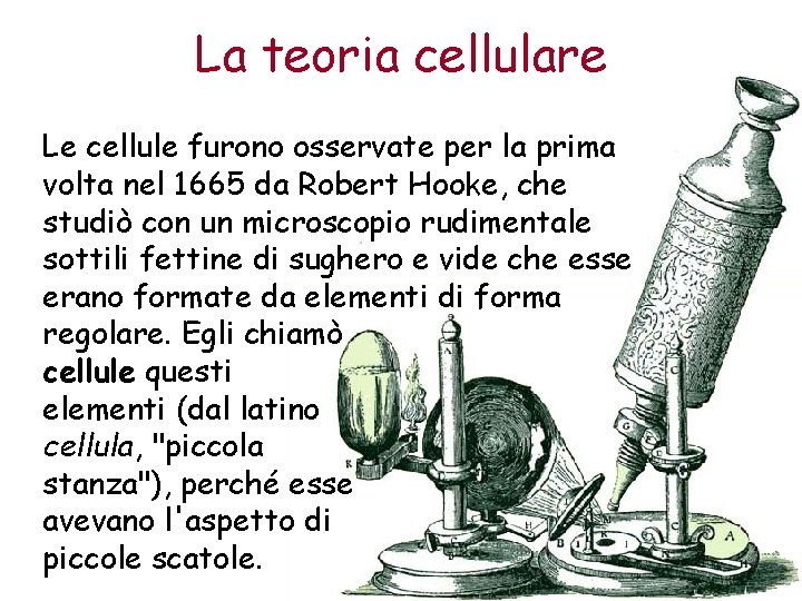 La teoria cellulare Le cellule furono osservate per la prima volta nel 1665 da