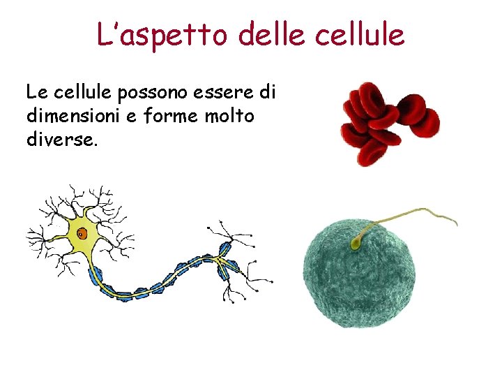 L’aspetto delle cellule Le cellule possono essere di dimensioni e forme molto diverse. 