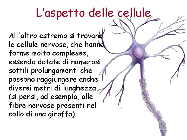 L’aspetto delle cellule All'altro estremo si trovano le cellule nervose, che hanno forme molto