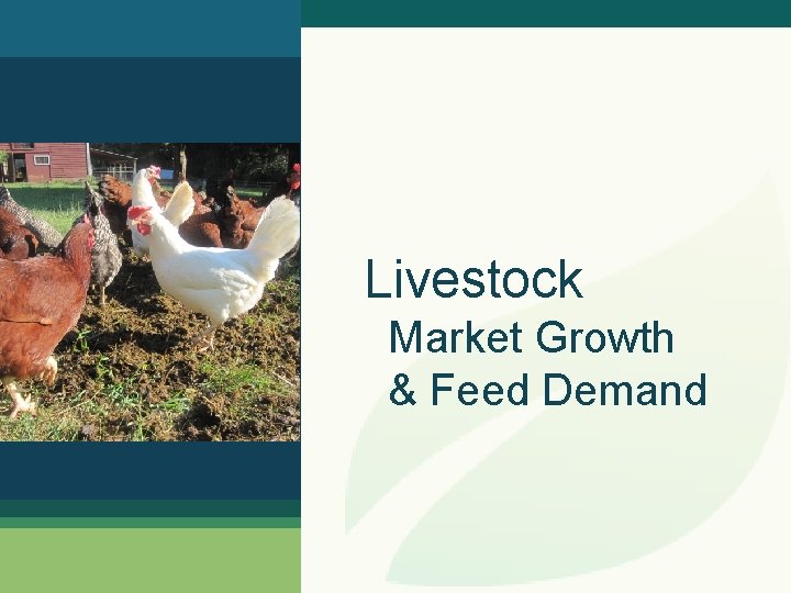 Livestock Market Growth & Feed Demand 