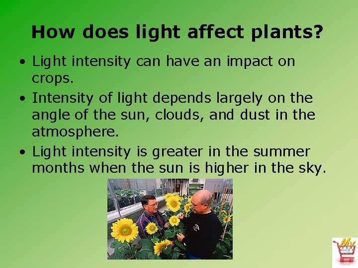 How does light affect plants? • Light intensity can have an impact on crops.