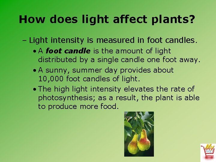 How does light affect plants? – Light intensity is measured in foot candles. •