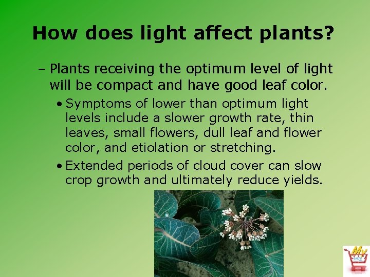 How does light affect plants? – Plants receiving the optimum level of light will