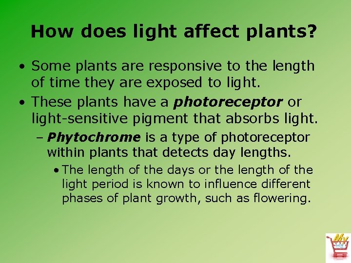 How does light affect plants? • Some plants are responsive to the length of
