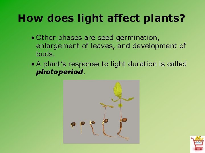 How does light affect plants? • Other phases are seed germination, enlargement of leaves,
