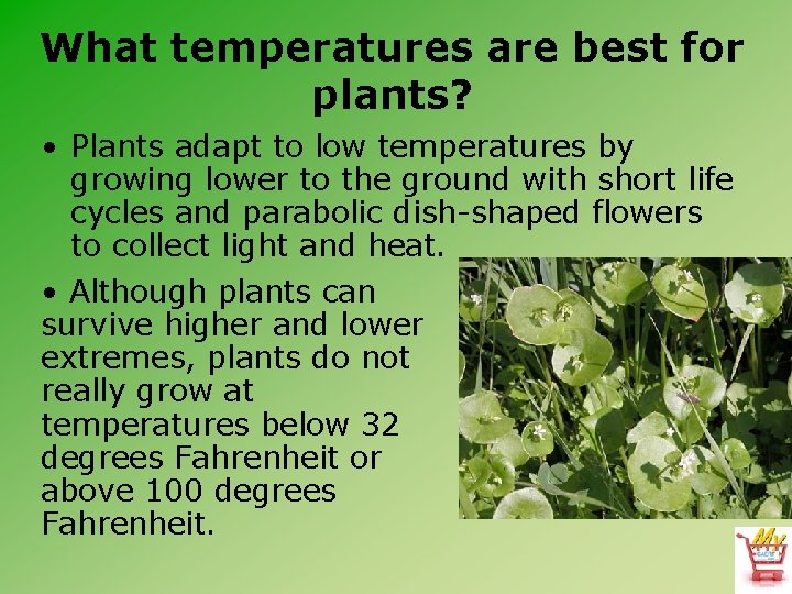 What temperatures are best for plants? • Plants adapt to low temperatures by growing