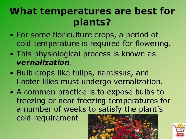 What temperatures are best for plants? • For some floriculture crops, a period of