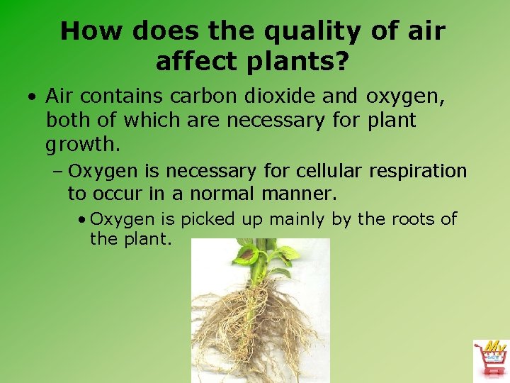 How does the quality of air affect plants? • Air contains carbon dioxide and